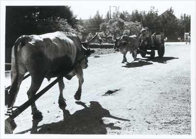 日治時期牛車
