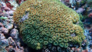 正常棘杯珊瑚