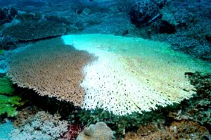 部分白化的軸孔珊瑚