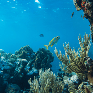 台灣珊瑚的諾亞方舟：潮境海灣保育區 